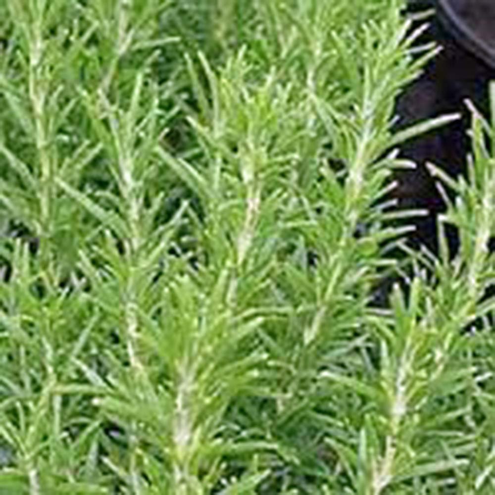 Amazon.com : Rosemary, Herb Seed, Heirloom, 20+ Seeds, Healthy and